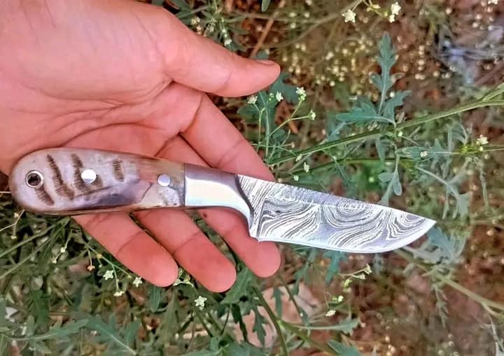 Damascus belt knife with sheep horn handle and leather sheath