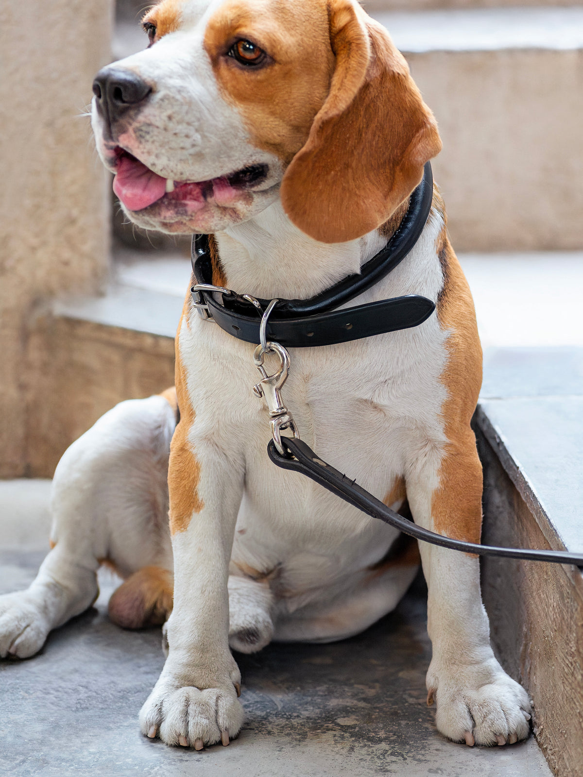 Black Leather Dog Leash by Classy Leather Bags